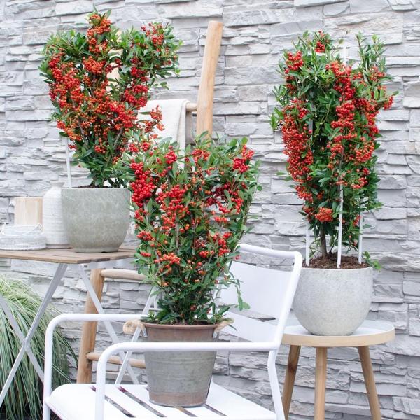 Pyracantha Coccinea Red Star - Vuurdoorn - ↕60cm - Ø12cm - 2x