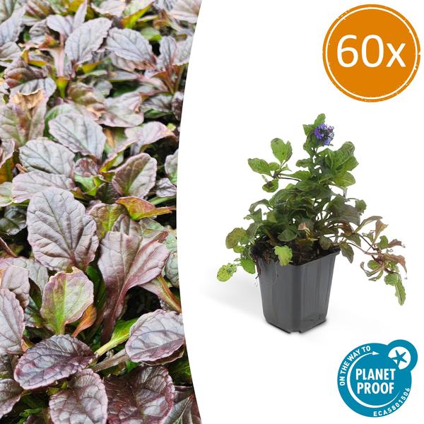 Ajuga Reptans - Kruipend Zenegroen - Bodembedekker - ↕10-25cm - Ø9cm - 60x