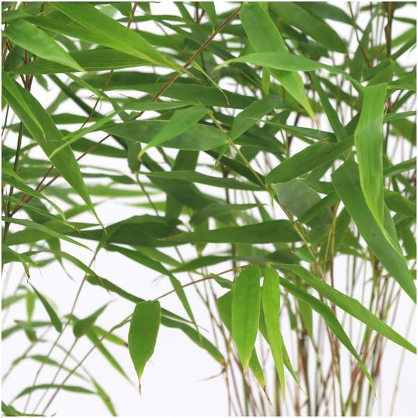 Fargesia Rufa - Bamboe - ↕25 cm - Ø12cm - 6x