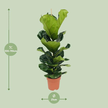 Ficus Lyrata - Ø21cm - ↕100cm
