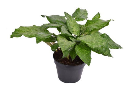 Sieć Calathea Musaica - ↕35cm - Ø14cm