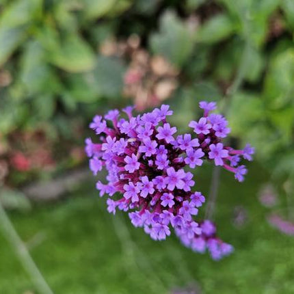 Verbena Bonariensis - IJzerhard - ↕10-25cm - Ø9cm - Borderplant - 12x