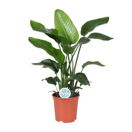 Strelitzia Nicolai - Paradijsvogelplant - ↕80cm - Ø21cm