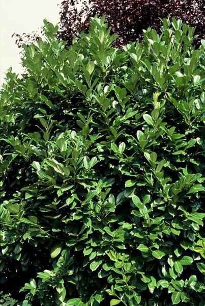 Prunus laurocerasus `Rotundifolia`- Laurierkers - ↕30-50cm - blote wortel - 50x