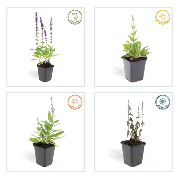 Salvia Nemorosa 'Ostfriesland' - Bossalie - ↕10-25cm - Ø9cm - Borderplant - 6x