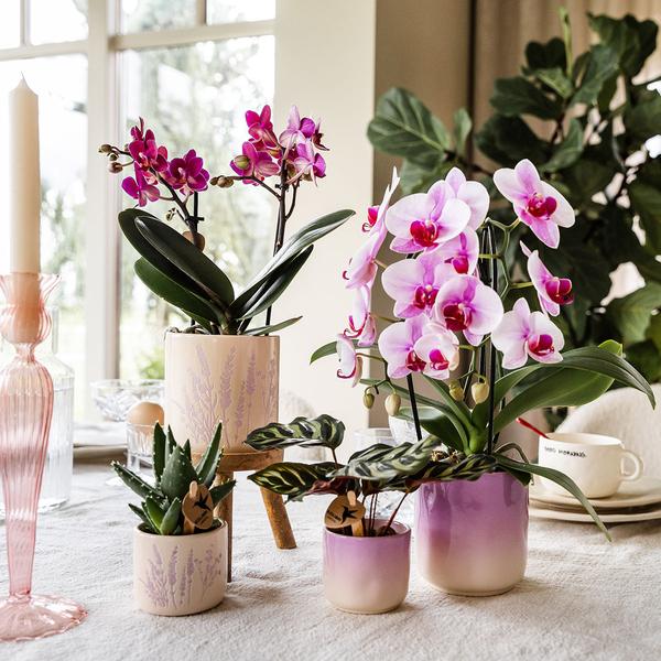Roze orchidee Niagara Falls + Gradience sierpot roze - Ø9cm - Bloeiende kamerplant