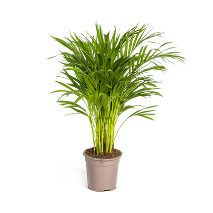 Areca Palm (Dypsis Lutescens) - Goudpalm - ↕90cm - Ø19cm