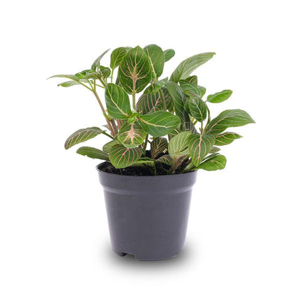 Fittonia Joly Josan - Mozaïekplant - Red and green - Ø8cm