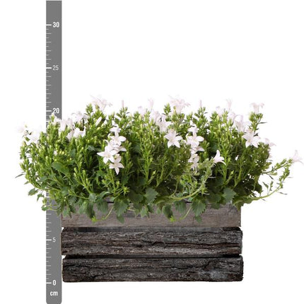 Campanula Addenda Ambella blanca - Cuenco de madera con 2 plantas de jardín - Ø12cm