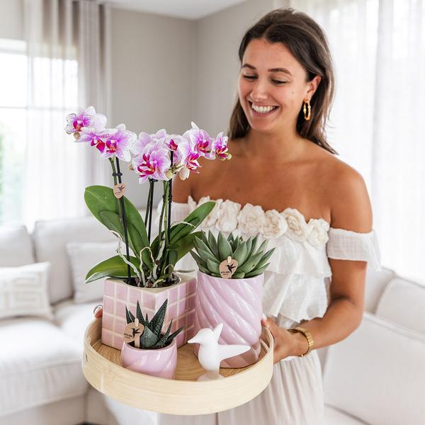 Set regalo Ottimismo Colorato | Set di piante con orchidea Phalaenopsis rosa e piante grasse, inclusi vasi decorativi in ​​ceramica.
