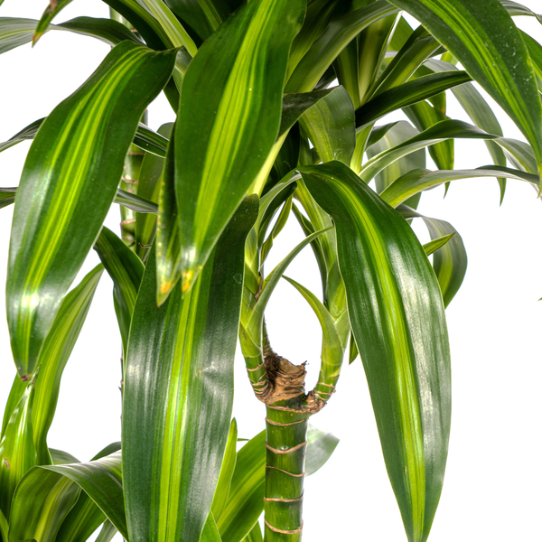 Dracaena Deremensis Hawaiian Sunshine - ↕180cm - Ø27cm