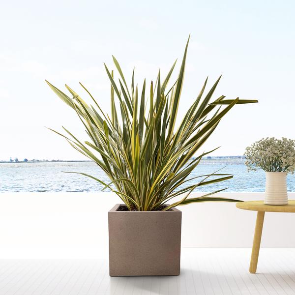 Pot Grigio Cube Bronze - D40 x H40 - Luca Lifestyle | Betonlook Plantenbak