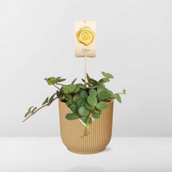 Peperomia ‘Hope’ in gele elho Vibes Fold - ↕20cm - Ø14cm