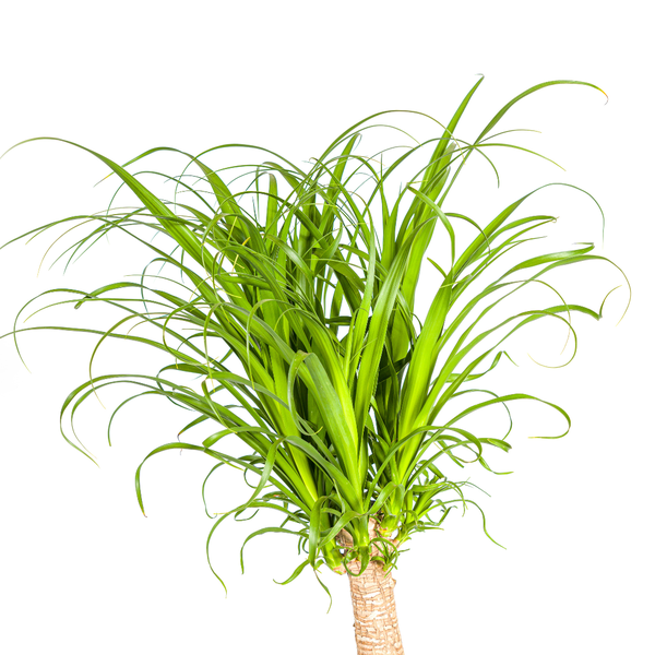 Beaucarnea Recurvata Stam - ↕120cm - Ø27cm - Olifantenpoot Plant