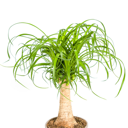 Beaucarnea Recurvata Stem - Elephant's Foot Plant - ↕50cm - Ø17cm