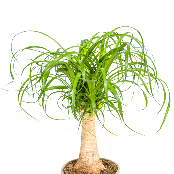 Beaucarnea Recurvata stængel - Elefantfodplante - ↕50cm - Ø17cm