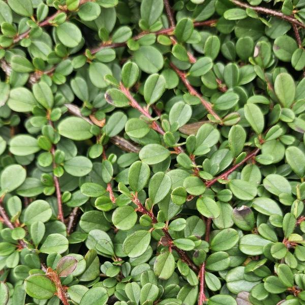 Cotoneaster Procumbens 'Streib's Findling' - ↕10-25cm - Ø9cm - Bodembedekker - Borderplant - 40x