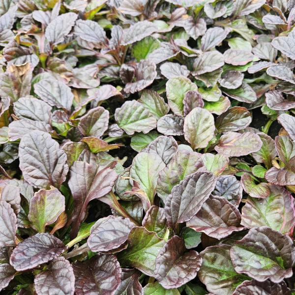 Ajuga Reptans - ↕10-25cm - Ø9cm - Kruipend Zenegroen - Bodembedekker - 6x