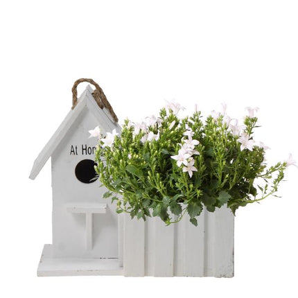 Campanule blanche Addenda Ambella | Campanule blanche en pot décoratif/nichoir en bois - Ø12cm - vivace - rustique