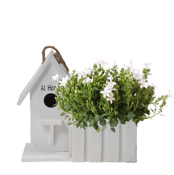 Glockenblume 'Ambella white' im dekorativen Holztopf/Vogelhaus - Ø 12 cm - mehrjährig - winterhart