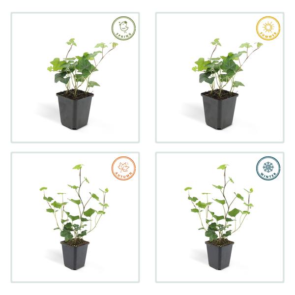 Hedera Hibernica - ↕10-25cm - Ø9cm - 12x - Klimop - Bodembedekker