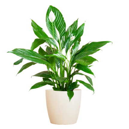 Spathiphyllum with Viber white - Peace Lily - ↕80cm - Ø21cm