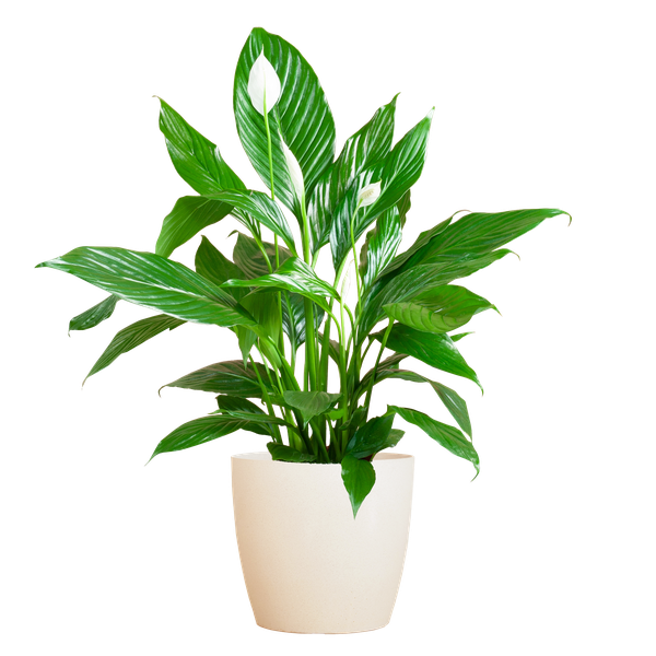 Spathiphyllum avec Viber blanc - Lys de la paix - ↕80cm - Ø21cm