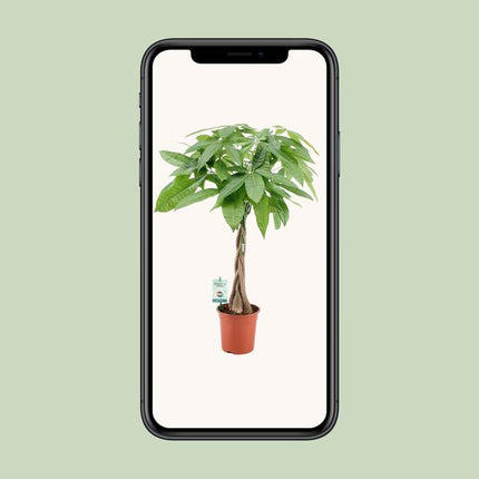 Pachira Aquatica - Money Tree - ↕80cm - Ø19cm