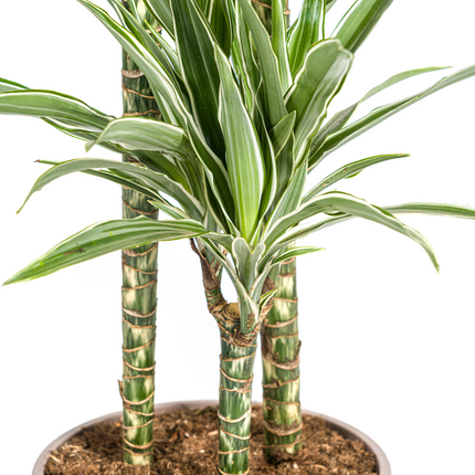 Dracaena Deremensis White Stripe - ↕140cm - Ø24cm