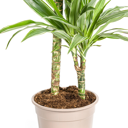 Dracaena Deremensis Hvidstribet - ↕80cm - Ø19cm