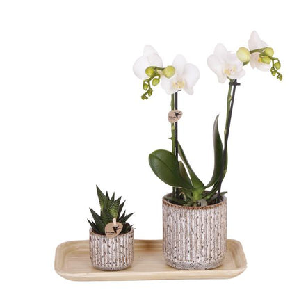 Coffret cadeau Nature Sauvage | Plante verte avec orchidée Phalaenopsis blanche Amabilis dans des pots décoratifs Jaguar sur un plateau en bambou