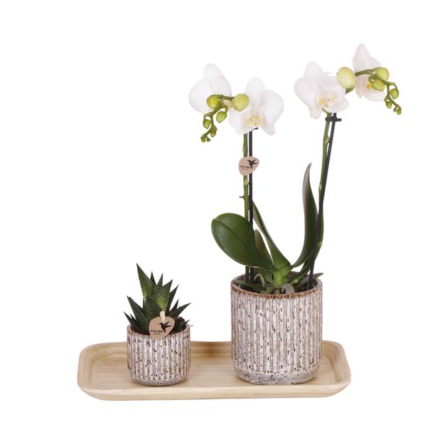Set regalo Natura Indomita piccolo | Pianta verde con orchidea Phalaenopsis Amabilis bianca in vasi decorativi Jaguar su vassoio di bambù