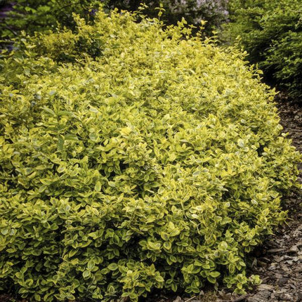 Euonymus Fortunei 'Émeraude et Or' - Chapeau de cardinal du Japon - ↕10-25 cm - Ø9 cm - Couvre-sol - 6x
