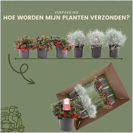 Zestaw zimowych kwiatów - 3x Gaultheria + 3x Calocephalus - ↕15cm - Ø10cm