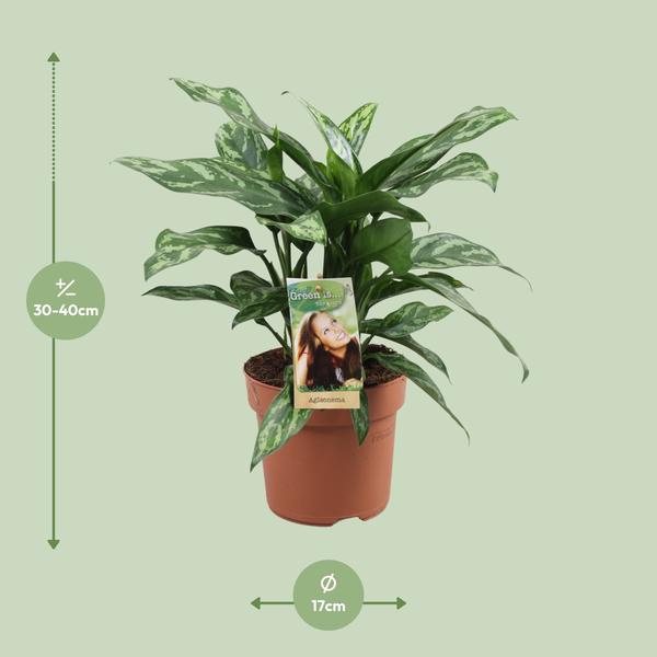 Aglaonema Maria - ↕40cm - Ø17cm
