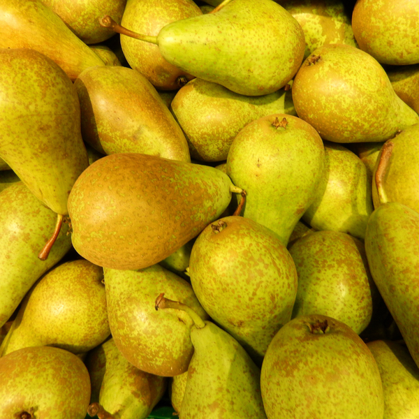 Perenboom Pyrus Biologisch - 1x - ↕60cm - Ø20cm