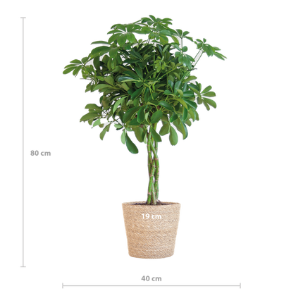 Schefflera Arab Nora with Basket Sofia natural - ↕70cm - Ø21cm