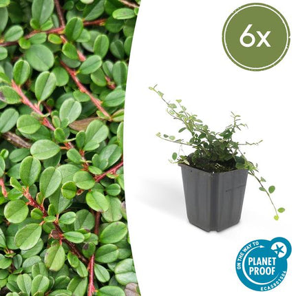 Cotoneaster Procumbens 'Streib's Findling' - ↕10-25cm - Ø9cm - Couvre-sol - Plante de bordure - 6x