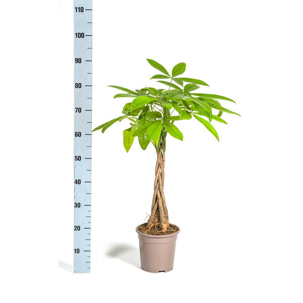 Pachira Aquatica - Geldboom - ↕100cm - Ø21cm