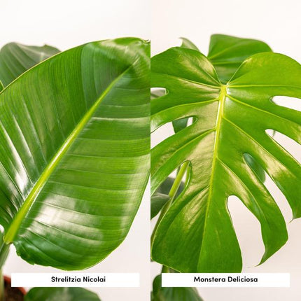 Strelitzia Nicolai - ↕85cm - Ø19cm + Monstera Deliciosa - ↕75cm - Ø21cm