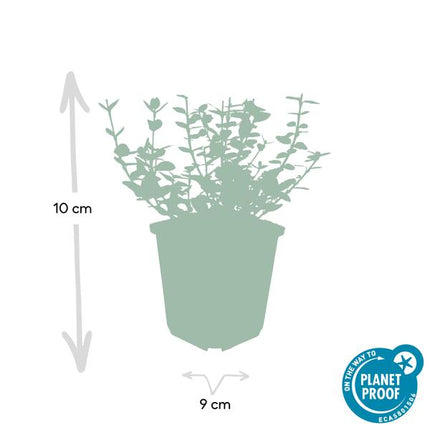 Euonymus 'Emerald 'n Gaity' - Chapeau cardinal japonais - ↕10-25cm - Ø9cm - Couvre-sol - 12x