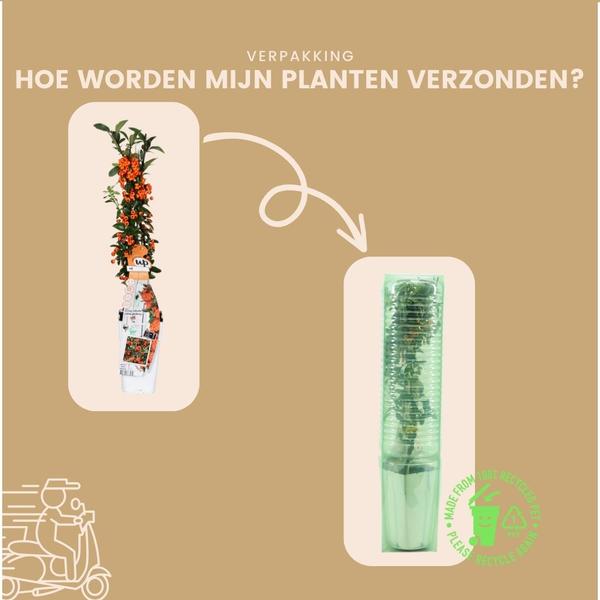 Pyracantha Coccinea Orange Star - Vuurdoorn - ↕60cm - Ø12cm - 2x
