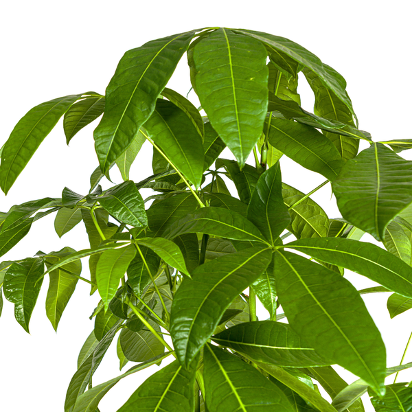 Pachira Aquatica - Geldboom - ↕170-180cm - Ø30cm
