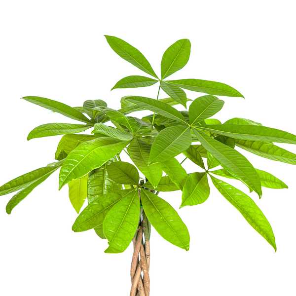 Pachira Aquatica - Geldboom - ↕100cm - Ø21cm