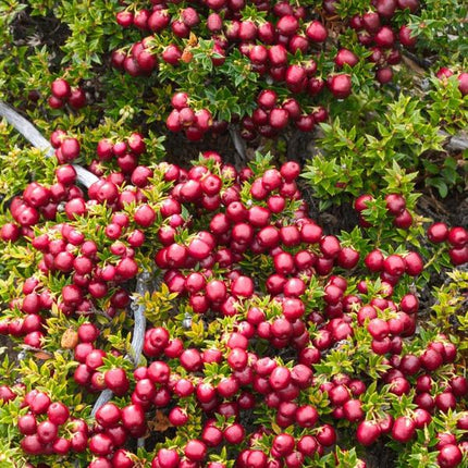 Pernettya mucronata - pearlberry red - ↕20cm - Ø12cm - 6x
