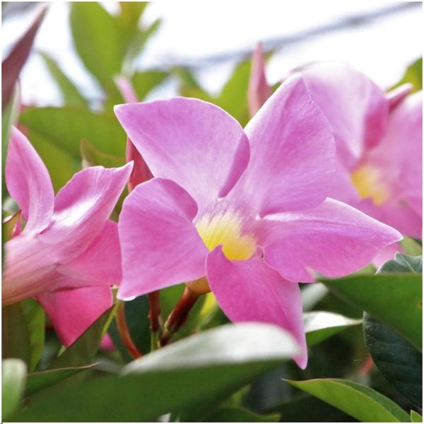 Dipladenia Pink - Mandevilla Pink - ↕25cm - Ø12cm - 6x