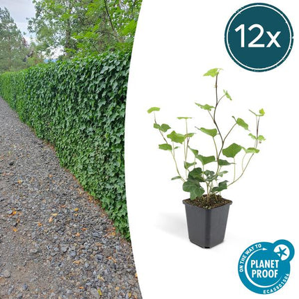 Hedera Hibernica - ↕10-25cm - Ø9cm - 12x - Edera - Coprisuolo
