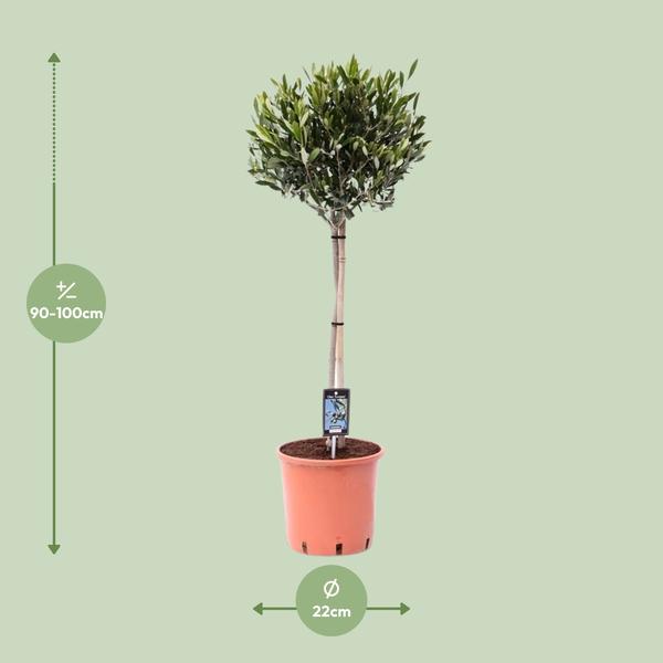 Olea Olijf - Olijfboom - ↕100cm - Ø22cm