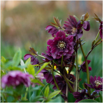 Helleborus Specials - Róża świąteczna - ↕25cm - Ø14cm - 3x