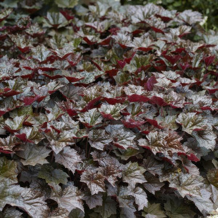 Heuchera Micrantha 'Palace Purple' - Purperklokje - ↕10-25cm - Ø9cm - 6x